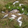 Carp bream