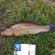 Tench