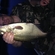 Carp bream