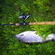 Ocean Trout