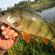 Eurasian perch