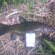Tench
