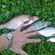 Carp bream