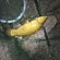 Tench
