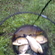 Carp