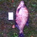 Carp bream