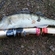 Pike perch