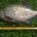 Carp bream