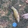 Tench