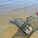 Carp bream