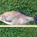 Carp bream