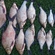 Carp bream