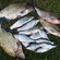 Carp bream