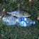 Eurasian perch
