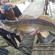 Pike perch