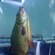 Crucian carp