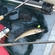 Pike perch