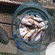 Carp bream