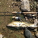 Pike perch
