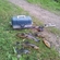 Tench