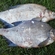 Carp bream