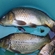 Carp