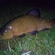 Tench