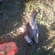 Carp bream
