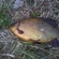 Crucian carp