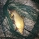 Tench
