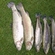 Ocean Trout