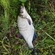 Carp bream