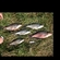 Carp bream