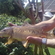 Carp