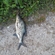 Carp bream
