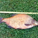 Carp bream