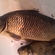 Carp