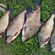 Carp bream