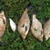 Carp bream