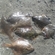European plaice