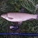 Grass carp