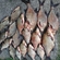 Carp bream