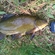 Tench