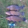Tench