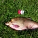 Carp bream