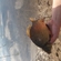 Prussian carp