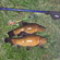 Tench