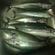Mackerel
