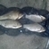 Crucian carp