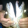 Pike perch